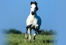 horses 1920x1080 wallpaper Art HD Wallpaper